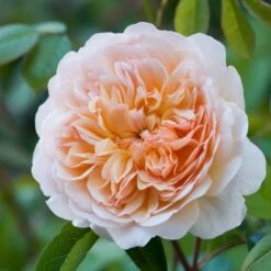 'Port Sunlight' Rosa X 'Port Sunlight' (Engelsk Rose) A-Kvalitet,- Barrods Roser Min. 3 Grene -Plantetorvet p37131 53084 rosa x port sunlight engelsk rose 44f5