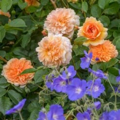 'Port Sunlight' Rosa X 'Port Sunlight' (Engelsk Rose) A-Kvalitet,- Barrods Roser Min. 3 Grene -Plantetorvet p37131 53087 rosa x port sunlight engelsk rose dbe4