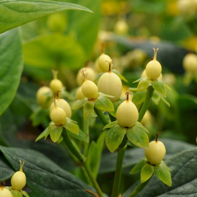 Perikon 'Miracle Spirit' Hypericum 'Miracle Spirit' 3,5 liter potte Perikon 'Miracle Spirit' Hypericum 'Miracle Spirit' 3,5 Liter Potte -Plantetorvet p37177 46499 hypericum miracle spirit 0b23