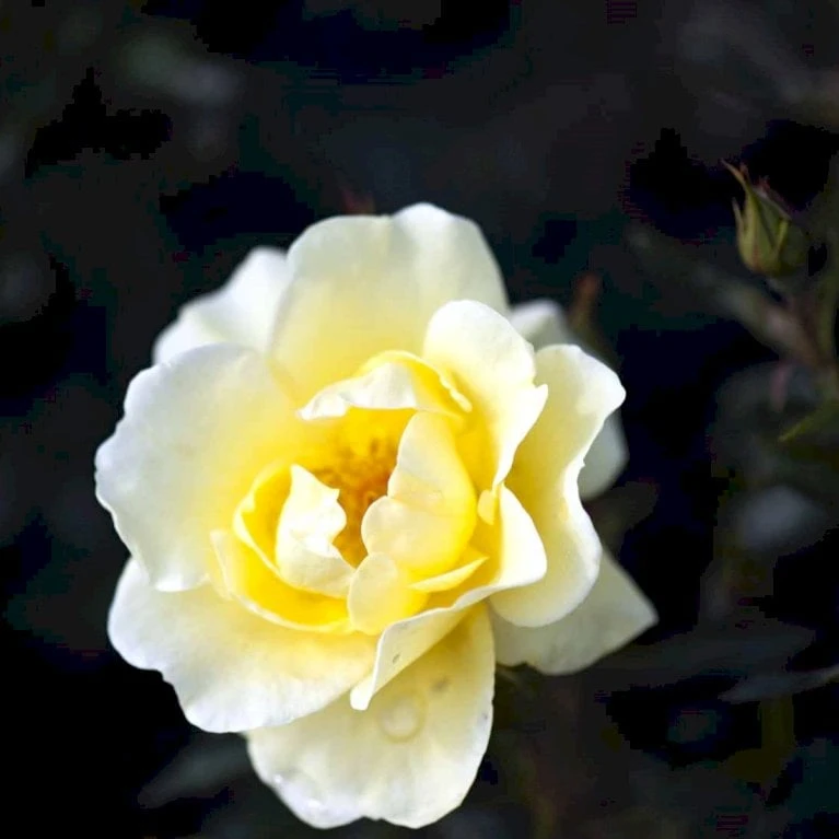 'Sunburst Border'® Rosa X 'Sunburst Border'® (Bunddækkerose) A-Kvalitet,- barrods roser min. 3 grene 'Sunburst Border'® Rosa X 'Sunburst Border'® (Bunddækkerose) A-Kvalitet,- Barrods Roser Min. 3 Grene -Plantetorvet p371 51999 rosa x sunburst border bunddaekkerose 5baa