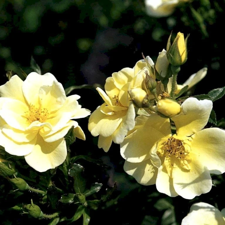 'Sunburst Border'® Rosa X 'Sunburst Border'® (Bunddækkerose) A-Kvalitet,- barrods roser min. 3 grene 'Sunburst Border'® Rosa X 'Sunburst Border'® (Bunddækkerose) A-Kvalitet,- Barrods Roser Min. 3 Grene -Plantetorvet p371 52000 rosa x sunburst border bunddaekkerose 4a15