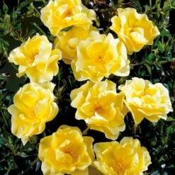 'Sunburst Border'® Rosa X 'Sunburst Border'® (Bunddækkerose) A-Kvalitet,- Barrods Roser Min. 3 Grene 6 'Sunburst Border'® Rosa X 'Sunburst Border'® (Bunddækkerose) A-Kvalitet,- Barrods Roser Min. 3 Grene -Plantetorvet p371 52001 rosa x sunburst border bunddaekkerose 44f7
