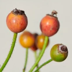 'Sunburst Border'® Rosa X 'Sunburst Border'® (Bunddækkerose) A-Kvalitet,- Barrods Roser Min. 3 Grene 7 'Sunburst Border'® Rosa X 'Sunburst Border'® (Bunddækkerose) A-Kvalitet,- Barrods Roser Min. 3 Grene -Plantetorvet p371 52002 rosa x sunburst border bunddaekkerose 46e8