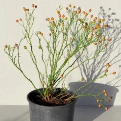 'Sunburst Border'® Rosa X 'Sunburst Border'® (Bunddækkerose) A-Kvalitet,- Barrods Roser Min. 3 Grene 8 'Sunburst Border'® Rosa X 'Sunburst Border'® (Bunddækkerose) A-Kvalitet,- Barrods Roser Min. 3 Grene -Plantetorvet p371 52003 rosa x sunburst border bunddaekkerose efa5