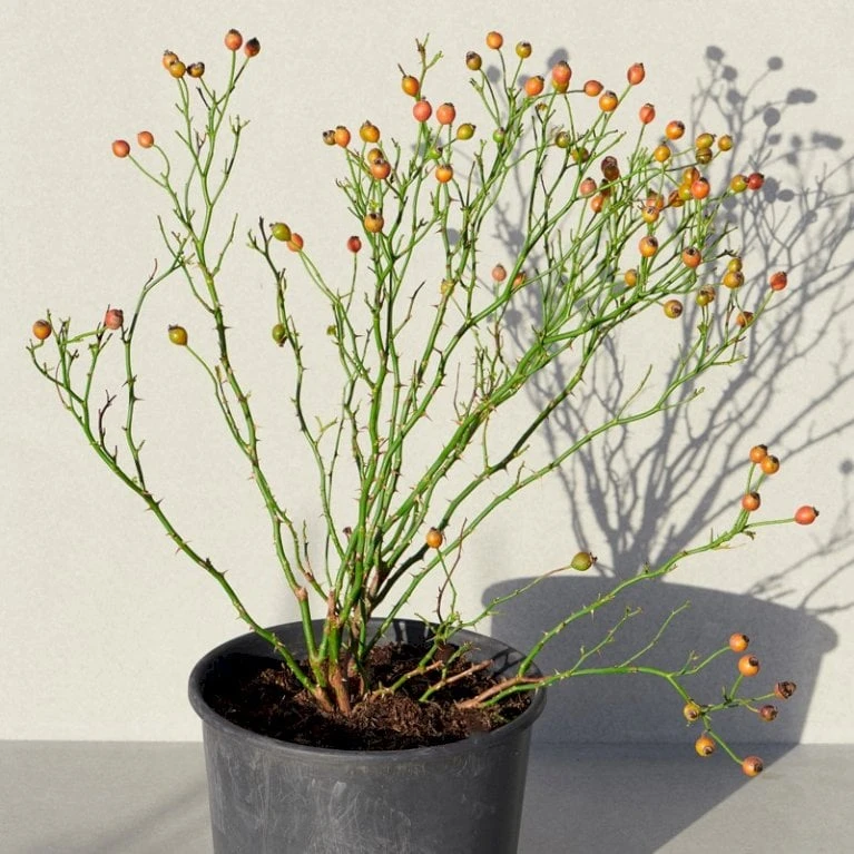 'Sunburst Border'® Rosa X 'Sunburst Border'® (Bunddækkerose) A-Kvalitet,- barrods roser min. 3 grene 'Sunburst Border'® Rosa X 'Sunburst Border'® (Bunddækkerose) A-Kvalitet,- Barrods Roser Min. 3 Grene -Plantetorvet p371 52003 rosa x sunburst border bunddaekkerose efa5