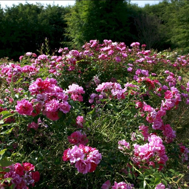 'Supreme Cover'® Rosa X 'Supreme Cover'® (Bunddækkerose) A-Kvalitet,- barrods roser min. 3 grene 'Supreme Cover'® Rosa X 'Supreme Cover'® (Bunddækkerose) A-Kvalitet,- Barrods Roser Min. 3 Grene -Plantetorvet p372 52004 rosa x supreme cover bunddaekkerose 0e0a