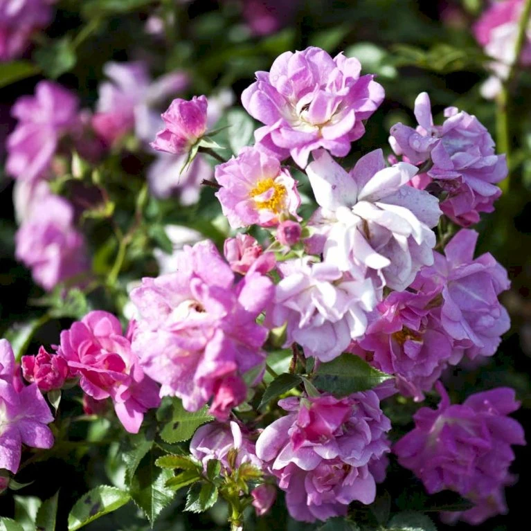 'Supreme Cover'® Rosa X 'Supreme Cover'® (Bunddækkerose) A-Kvalitet,- barrods roser min. 3 grene 'Supreme Cover'® Rosa X 'Supreme Cover'® (Bunddækkerose) A-Kvalitet,- Barrods Roser Min. 3 Grene -Plantetorvet p372 52005 rosa x supreme cover bunddaekkerose 0034