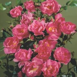 'Supreme Cover'® Rosa X 'Supreme Cover'® (Bunddækkerose) A-Kvalitet,- Barrods Roser Min. 3 Grene 5 'Supreme Cover'® Rosa X 'Supreme Cover'® (Bunddækkerose) A-Kvalitet,- Barrods Roser Min. 3 Grene -Plantetorvet p372 52006 rosa x supreme cover bunddaekkerose 45ae