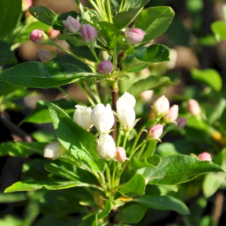 Sargentsæble 'Norðîc® First Choiz®' Malus Sargentii 'Norðîc® First Choiz®' 5 Liter potte Sargentsæble 'Norðîc® First Choiz®' Malus Sargentii 'Norðîc® First Choiz®' 5 Liter Potte -Plantetorvet p37362 47374 malus sargentii nordjic first choiz 4c5c