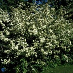 Sargentsæble 'Norðîc® Spellbound' Malus Sargentii 'Norðîc® Spellbound' 5 Liter Potte -Plantetorvet p37363 47377 malus sargentii nordjic spellbound 70c2