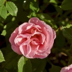 'Sweet Cover'® Rosa X 'Sweet Cover'® (Bunddækkerose) A-Kvalitet,- Barrods Roser Min. 3 Grene -Plantetorvet p373 52009 rosa x sweet cover bunddaekkerose ed85