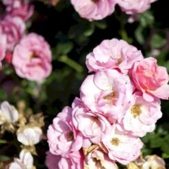 'Sweet Cover'® Rosa X 'Sweet Cover'® (Bunddækkerose) A-Kvalitet,- Barrods Roser Min. 3 Grene -Plantetorvet p373 52011 rosa x sweet cover bunddaekkerose dba8