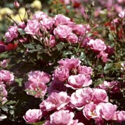 'Sweet Cover'® Rosa X 'Sweet Cover'® (Bunddækkerose) A-Kvalitet,- Barrods Roser Min. 3 Grene -Plantetorvet p373 52012 rosa x sweet cover bunddaekkerose 1646