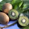 Kiwi 'Hayward' Actinidia Chinensis 'Hayward' (Hunplante) Potte 2,0 Liter,- Opbundet 60-100 Cm 1 Kiwi 'Hayward' Actinidia Chinensis 'Hayward' (Hunplante) Potte 2,0 Liter,- Opbundet 60-100 Cm -Plantetorvet p37438 48481 actinidia chinensis hayward hunplante 1a1a