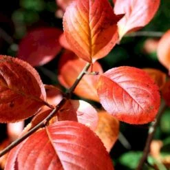 Storfrugtet Surbær 'Nero' Aronia Melanocarpa 'Nero' Potte 2,0 Liter,- Opbundet -Plantetorvet p37439 48515 aronia melanocarpa nero 49f2