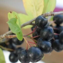 Storfrugtet Surbær 'Nero' Aronia Melanocarpa 'Nero' Potte 2,0 Liter,- Opbundet -Plantetorvet p37439 50534 aronia melanocarpa nero 8385