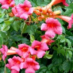 Trompetblomst 'Strombuli' Campsis Radicans 'Strombuli' Potte 2,0 Liter,- Opbundet