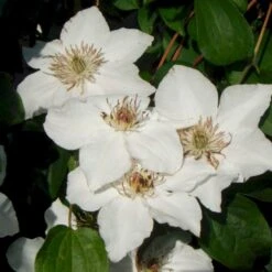 Klematis 'Destiny' Clematis Hybrid 'Destiny' Potte 2,0 Liter,- Opbundet