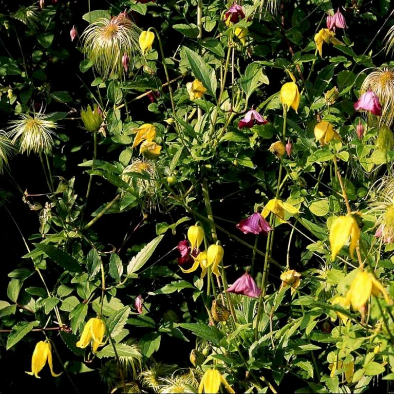 Guld-Skovranke 'Golden Harvest' Clematis Tangutica 'Golden Harvest' Potte 2,0 liter,- Opbundet Guld-Skovranke 'Golden Harvest' Clematis Tangutica 'Golden Harvest' Potte 2,0 Liter,- Opbundet -Plantetorvet p37447 48652 clematis tangutica golden harvest 9995