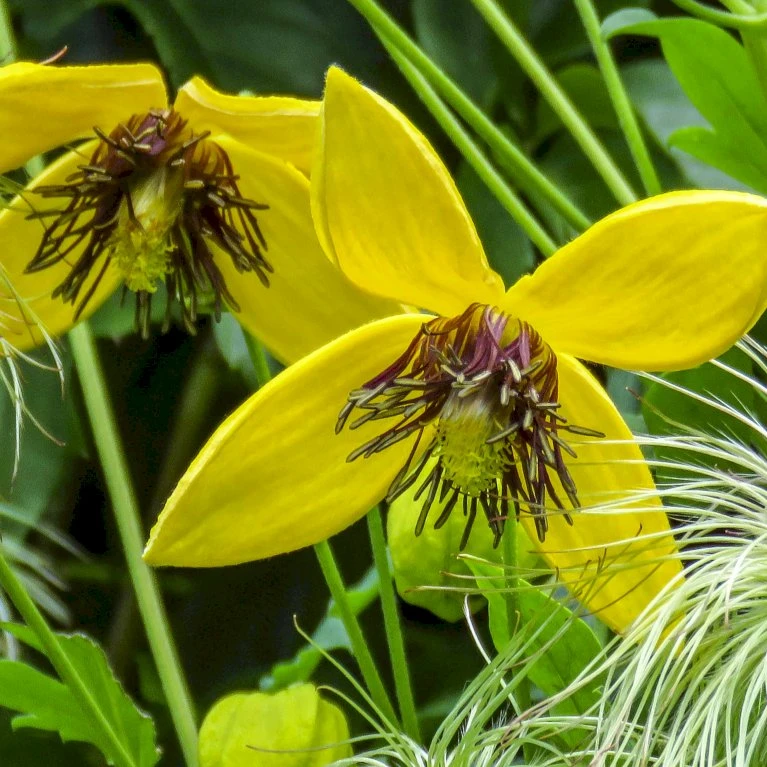 Guld-Skovranke 'Golden Harvest' Clematis Tangutica 'Golden Harvest' Potte 2,0 liter,- Opbundet Guld-Skovranke 'Golden Harvest' Clematis Tangutica 'Golden Harvest' Potte 2,0 Liter,- Opbundet -Plantetorvet p37447 50581 clematis tangutica golden harvest 463c