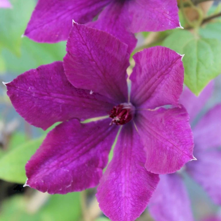 Klematis 'Honora' Clematis Hybrid 'Honora' Potte 2,0 liter,- Opbundet 60-100 cm Klematis 'Honora' Clematis Hybrid 'Honora' Potte 2,0 Liter,- Opbundet 60-100 Cm -Plantetorvet p37449 50569 clematis hybrid honora c641