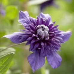 Klematis 'Kokonoe'®PBR Clematis 'Kokonoe'®PBR Potte 2,0 Liter,- Opbundet 60-100 Cm