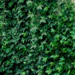 Småbladet Efeu 'Plattensee' Hedera Helix 'Plattensee' Potte 2,0 Liter,- Opbundet