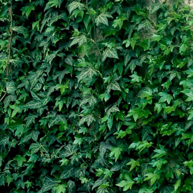 Småbladet Efeu 'Plattensee' Hedera Helix 'Plattensee' Potte 2,0 liter,- Opbundet Småbladet Efeu 'Plattensee' Hedera Helix 'Plattensee' Potte 2,0 Liter,- Opbundet -Plantetorvet p37453 48454 hedera helix plattensee f149