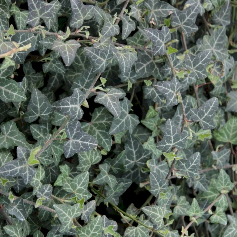 Småbladet Efeu 'Plattensee' Hedera Helix 'Plattensee' Potte 2,0 liter,- Opbundet Småbladet Efeu 'Plattensee' Hedera Helix 'Plattensee' Potte 2,0 Liter,- Opbundet -Plantetorvet p37453 50593 hedera helix plattensee e894