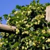 Humle 'Opal' Humulus Lupulus 'Opal' Potte 2,0 Liter,- Opbundet