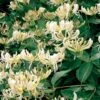 'Graham Thomas' Lonicera Periclymenum 'Graham Thomas' Potte 2,0 Liter,- Opbundet -Plantetorvet p37458 48745 lonicera periclymenum graham thomas 0389
