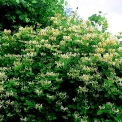 Plantetorvet 47 Plantetorvet -Plantetorvet p37458 48746 lonicera periclymenum graham thomas 56dc