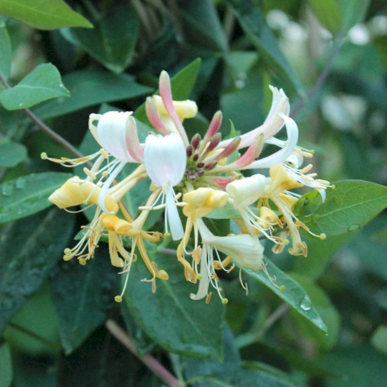 'Graham Thomas' Lonicera Periclymenum 'Graham Thomas' Potte 2,0 liter,- Opbundet 'Graham Thomas' Lonicera Periclymenum 'Graham Thomas' Potte 2,0 Liter,- Opbundet -Plantetorvet p37458 50615 lonicera periclymenum graham thomas 8c2f