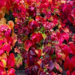 Rådhusvin 'Veitchii Robusta' Parthenocissus Tricuspidata 'Veitchii Robusta' Potte 2,0 Liter,- Opbundet 60-100 Cm