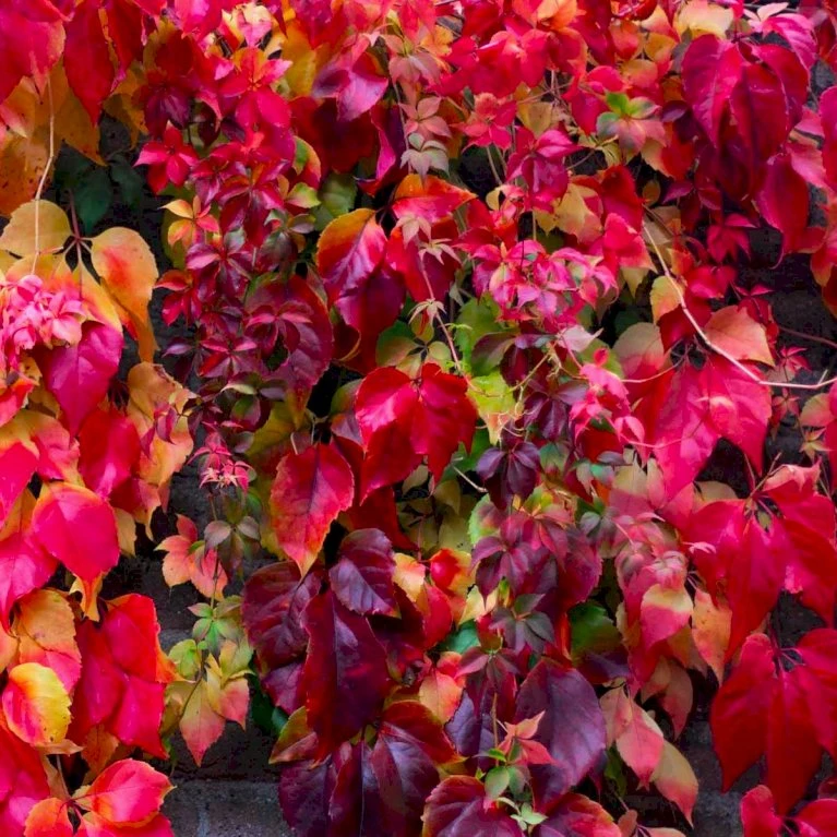 Rådhusvin 'Veitchii Robusta' Parthenocissus Tricuspidata 'Veitchii Robusta' Potte 2,0 liter,- Opbundet 60-100 cm Rådhusvin 'Veitchii Robusta' Parthenocissus Tricuspidata 'Veitchii Robusta' Potte 2,0 Liter,- Opbundet 60-100 Cm -Plantetorvet p37460 48777 parthenocissus tricuspidata veitchii robusta 8e7d