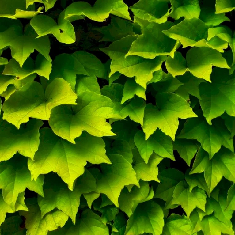 Rådhusvin 'Veitchii Robusta' Parthenocissus Tricuspidata 'Veitchii Robusta' Potte 2,0 liter,- Opbundet 60-100 cm Rådhusvin 'Veitchii Robusta' Parthenocissus Tricuspidata 'Veitchii Robusta' Potte 2,0 Liter,- Opbundet 60-100 Cm -Plantetorvet p37460 48778 parthenocissus tricuspidata veitchii robusta cc63