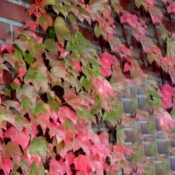 Rådhusvin 'Veitchii Robusta' Parthenocissus Tricuspidata 'Veitchii Robusta' Potte 2,0 Liter,- Opbundet 60-100 Cm 4 Rådhusvin 'Veitchii Robusta' Parthenocissus Tricuspidata 'Veitchii Robusta' Potte 2,0 Liter,- Opbundet 60-100 Cm -Plantetorvet p37460 50624 parthenocissus tricuspidata veitchii robusta 0b6f