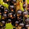 Solbær 'Tesma' Ribes Nigrum 'Tesma' Potte 2,0 Liter,- Opbundet -Plantetorvet p37462 48789 ribes nigrum tesma 4769