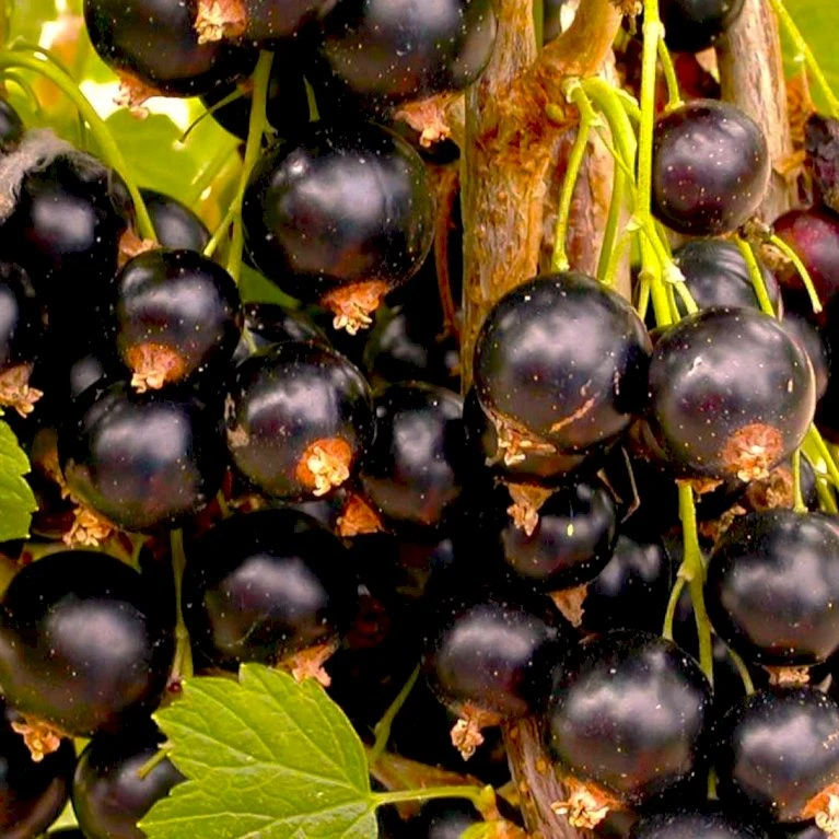 Solbær 'Tesma' Ribes Nigrum 'Tesma' Potte 2,0 liter,- Opbundet Solbær 'Tesma' Ribes Nigrum 'Tesma' Potte 2,0 Liter,- Opbundet -Plantetorvet p37462 48789 ribes nigrum tesma 4769