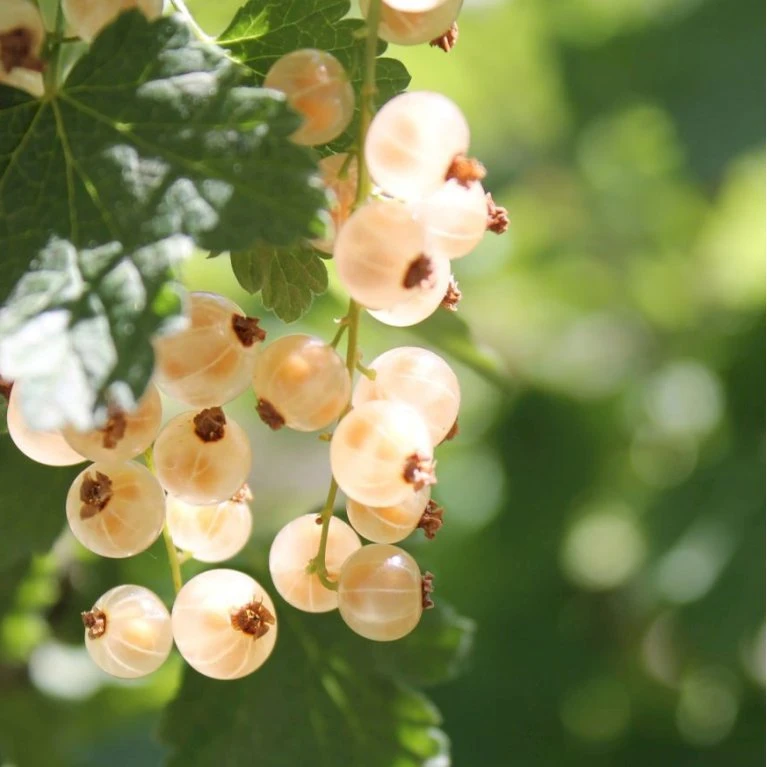 Ribs 'Weisse Versailler' Ribes Sativa 'Weisse Versailler' Potte 3,0 liter,- Opbundet Ribs 'Weisse Versailler' Ribes Sativa 'Weisse Versailler' Potte 3,0 Liter,- Opbundet -Plantetorvet p37463 50635 ribes sativa weisse versailler b893