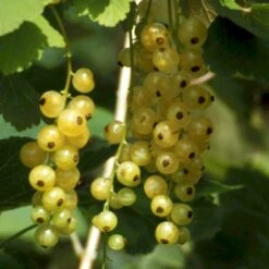 Nye udgivelser 3 Ribs 'Werdavia' Ribes Sativa 'Werdavia' Potte 3,0 Liter,- Opbundet