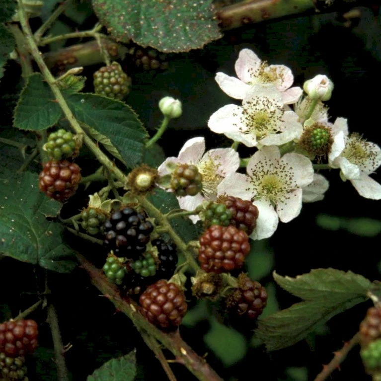Brombær 'Black Cascade'® Rubus Fruticosus 'Black Cascade'® Potte 2,0 liter,- Opbundet Brombær 'Black Cascade'® Rubus Fruticosus 'Black Cascade'® Potte 2,0 Liter,- Opbundet -Plantetorvet p37466 48811 rubus fruticosus black cascade e8bd