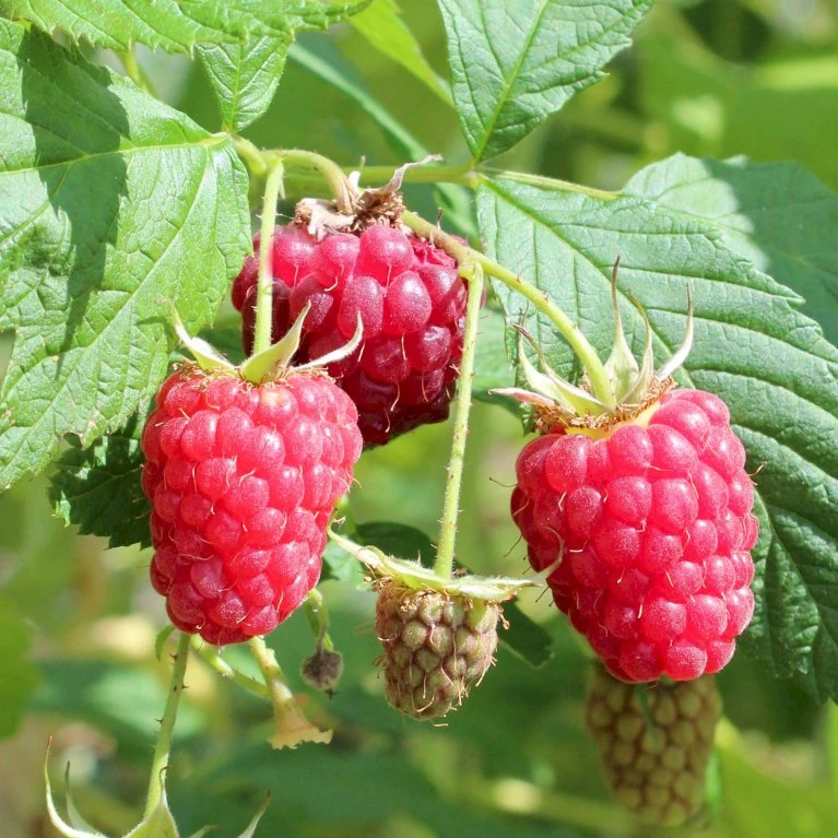Efterårs Hindbær 'Boheme' Rubus Idaeus 'Boheme' Potte 2,0 liter,- Opbundet Efterårs Hindbær 'Boheme' Rubus Idaeus 'Boheme' Potte 2,0 Liter,- Opbundet -Plantetorvet p37471 50661 rubus idaeus boheme 59dc