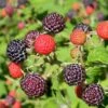 Sommer Hindbær 'Glen Coe'® Rubus Idaeus 'Glen Coe'® Potte 2,0 Liter,- Opbundet 1 Sommer Hindbær 'Glen Coe'® Rubus Idaeus 'Glen Coe'® Potte 2,0 Liter,- Opbundet -Plantetorvet p37472 50664 rubus idaeus glen coe 7c08