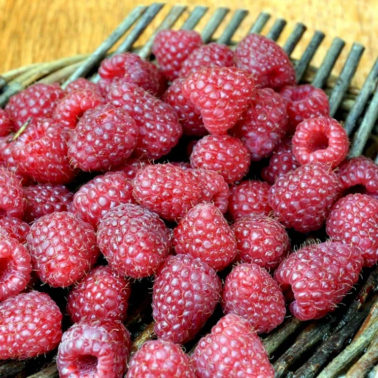 Efterårs Hindbær 'Heritage' Rubus Idaeus 'Heritage' Potte 3,0 liter,- Opbundet Efterårs Hindbær 'Heritage' Rubus Idaeus 'Heritage' Potte 3,0 Liter,- Opbundet -Plantetorvet p37473 48854 rubus idaeus heritage f3f5