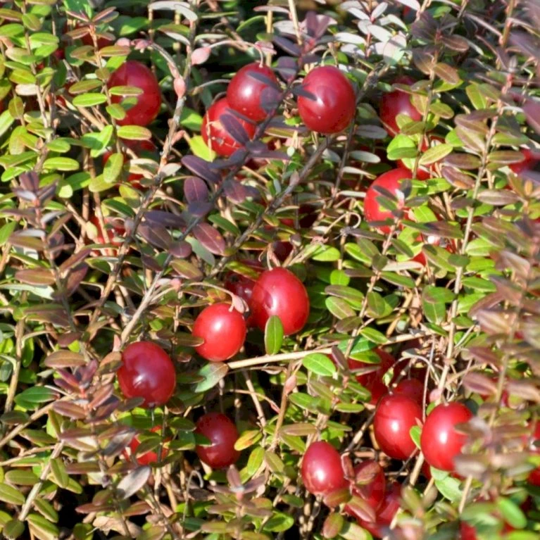 Storfrugtet Tranebær 'Cranberry' Vaccinium Macrocarpon 'Cranberry' Potte 2,0 liter,- Opbundet Storfrugtet Tranebær 'Cranberry' Vaccinium Macrocarpon 'Cranberry' Potte 2,0 Liter,- Opbundet -Plantetorvet p37477 48903 vaccinium macrocarpon cranberry 5d51