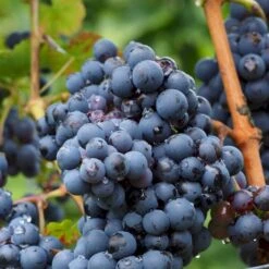 Vin 'Attika' Vitis Vinifera 'Attika' Potte 3,0 Liter,- Opbundet 80-100 Cm.