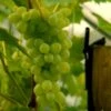 Vin 'Muskateller' Vitis Vinifera 'Muskateller' Potte 3,0 Liter,- Opbundet 80-100 Cm. -Plantetorvet p37484 48942 vitis vinifera muskateller 214f