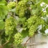 Vin 'Romulus' Vitis Vinifera 'Romulus' Potte 3,0 Liter,- Opbundet 80-100 Cm. -Plantetorvet p37488 50700 vitis vinifera romulus 9c07