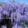 Japansk Blåregn 'Macrobotrys' Wisteria Floribunda 'Macrobotrys' Potte 2,0 Liter,- Opbundet 2 Japansk Blåregn 'Macrobotrys' Wisteria Floribunda 'Macrobotrys' Potte 2,0 Liter,- Opbundet -Plantetorvet p37490 48959 wisteria floribunda macrobotrys 676f